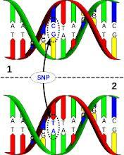 MARCADORES SNP (Polimorfismos de un solo nucleótido) Variación en el ADN debido a una Mutación de una base nucleotídica por otra en una posición específica de un
