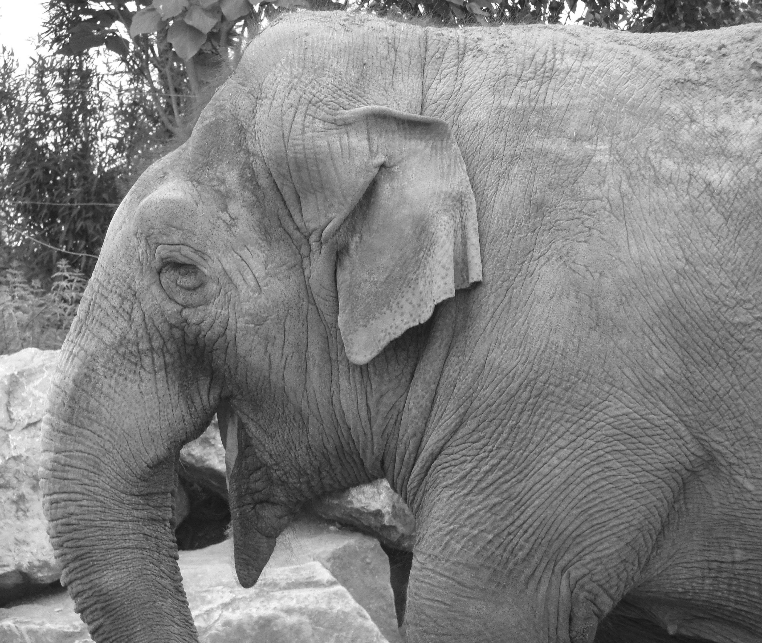b) Els elefants utilitzen els ullals per a extreure arrels amb la finalitat d alimentar-se i per a cercar aigua.