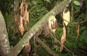 Macro Proyecto Sistema de Producción Manejo Integrado de Plagas y Enfermedades en Cacao Estrategias de propagación vegetativa eficiente y de renovación Identificar y validar estrategias de control
