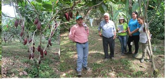 Macro Proyecto Sistema de Producción Sistemas de producción de cacao: SAF y modelos intensivos Estrategias Cosecha y Pos cosecha en Cacao Evaluar esquemas de producción de cacao en Sistemas