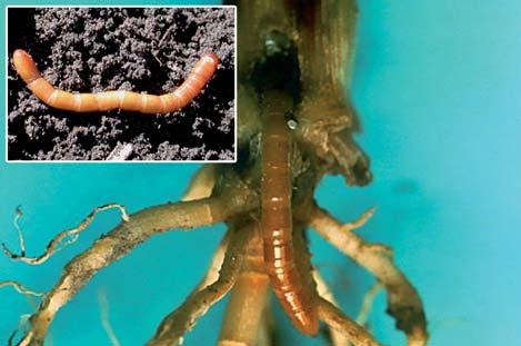 Gusano alambre Se alimenta de las semillas, raíces y de la base del tallo desde la emergencia, ocasionando la muerte total de la plántula.