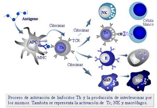 Proceso de activación general Activación de Th Activación de citotoxicidad y lisis