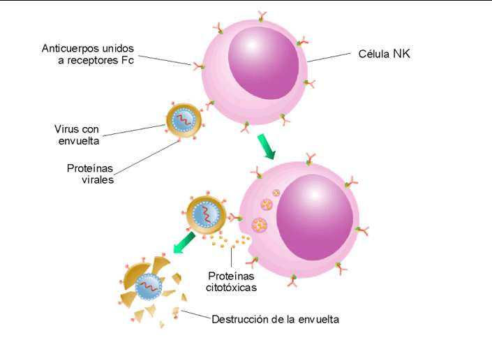 Frente a patógenos intracelulares o células malignizadas