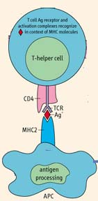 Cuando un linfocito T H es portador de un TCR que reconoce a un antígeno presentado por una una célula APC y asociado a MHC-II, este linfocito prolifera y se expande.