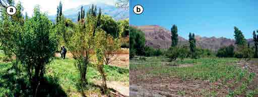 Manejo de variedades locales de Prunus persica (Rosaceae) en la Quebrada de Humahuaca, Argentina y su relación con los sistemas agrícolas tradicionales