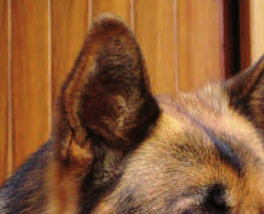 Investigación científica y información veterinaria Results Un ensayo sobre 150 cepas clínicas de origen canino indica que Otodine es activo contra todos los microorganismos asociados a la otitis