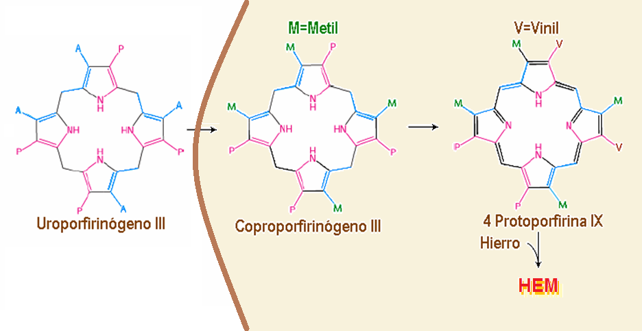 El uroporfirinógeno III se convierte en protoporfirina IX Descarboxilación de los acetilos (uroporfirinógeno descarboxilasa) en el Citosol.
