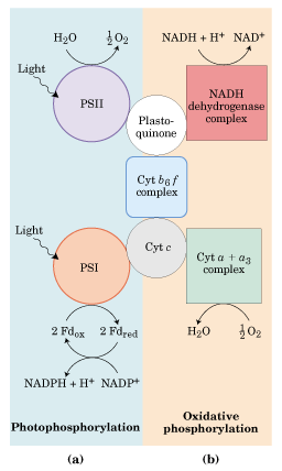 Comparación entre fotofosforilación y la fosforilación oxidativa 1. Lugar donde se localiza 2.