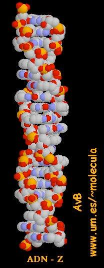 PROPIEDADES DE LA ESTRUCTURA SECUNDARIA DEL ADN: DESNATURALIZACIÓN Si una disolución de ADN se calienta suficientemente (hasta alcanzar una temperatura de unos 100 ºC), ambas hebras se separan, ya