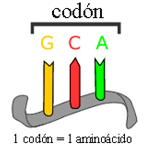 Compare el ARN y ADN de la imagen anterior e indique: Variable ARN ADN Azúcar presente Bases nitrogenadas Hebras que lo componen La secuencia de estas bases codifica las instrucciones.