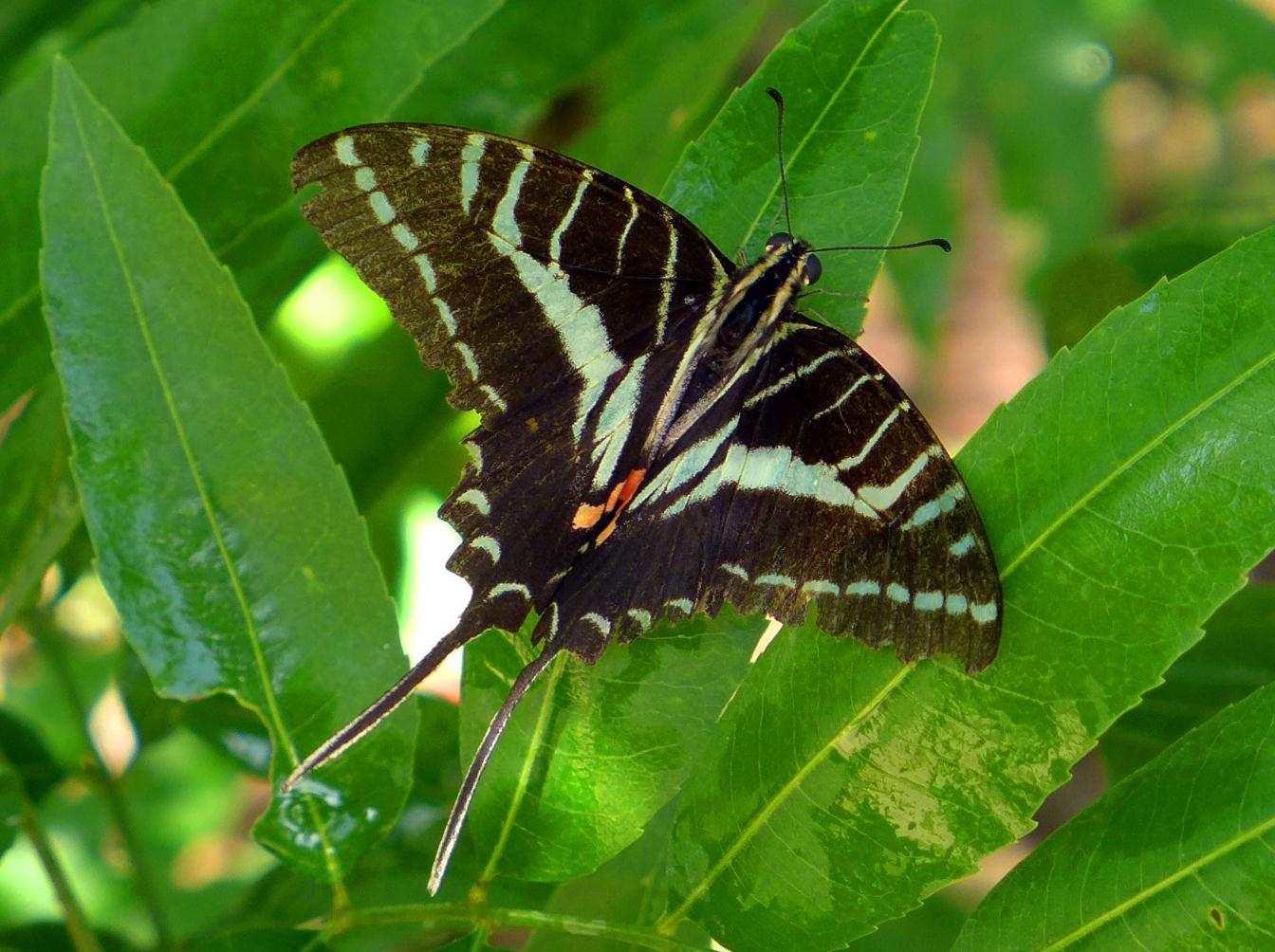 PAPILIONIDAE SUBFAMILY: Papilioninae Neographium philolaus ssp.
