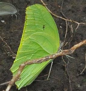 PIERIDAE SUBFAMILY: Coliadinae Anteos maerula ssp.