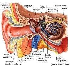Las ondas sonoras son captadas por las orejas y conducidas hasta el tímpano, al que hacen vibrar.