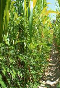 Nuevas Tecnologías aplicadas en los Cultivos Híbridos de Maíz que aumentan el rendimiento del etanol por tn.