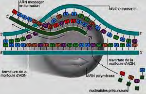1. la ARN-polimerasa se asocia a una región del ADN, denominada