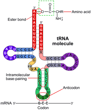 Síntesis de proteínas TRADUCCION El ARNt transporta los aa al ARNm Tiene forma de trébol En un extremo está el anticodón En el otro hay sitio para un aminoácido