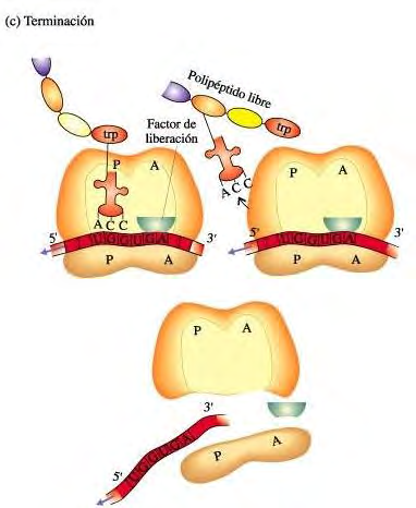 Terminación: Cuando el ribosoma alcanza un codón de terminación (en este ejemplo UGA), el polipéptido se escinde del último ARNt y se