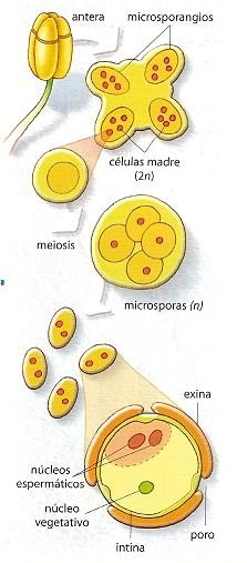 FORMACIÓN DE LOS GRANOS DE POLEN Los granos de polen son los gametofitos masculinos y son de tamaño microscópico. En ellos va contenido el gameto masculino.