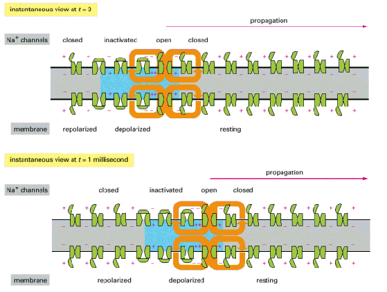 Figure 11-28. The propagation of an action potential along an axon. (A) The voltages that would be recorded from a set of intracellular electrodes placed at intervals along the axon. Figure 11-28.