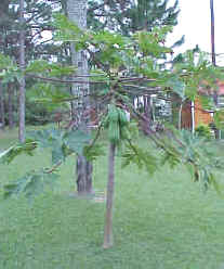 Tipo árbol Posee generalmente un tronco o tallo principal engrosado y una copa. La arquitectura de los árboles depende de su sistema de ramificación (Lindorf y col., 1991).