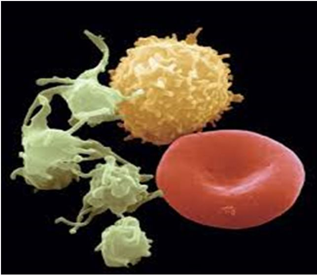 PLAQUETAS Trombocitos Anucleadas, disco: diámetro 2-4 µm Citoplasma: gránulos, Factor de crecimiento,
