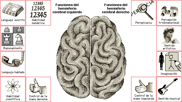 4. Modelo de hemisferios cerebrales El neurólogo Roger Sperry, descubrió que ambos lados del cerebro tienden a dividirse las principales funciones intelectuales.