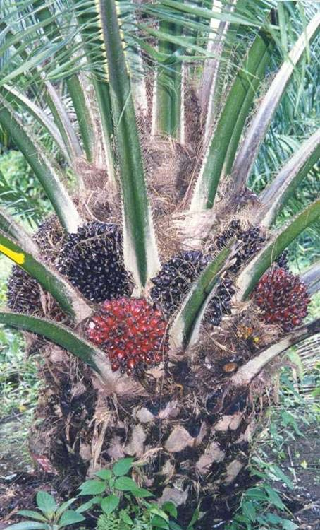 La palma africana como fuente de energía renovable Dentro de las plantas oleaginosas, la de mayor rendimiento en toneladas métricas de aceite