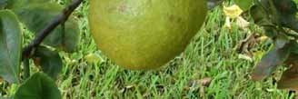 Síntomas de la Fruta Pobre coloración, por eso el nombre enverdecimiento Asimétrico y duro Semilla