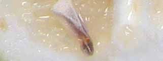 Aborto en la semilla Semilla normal