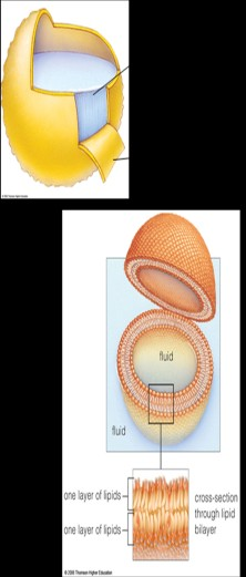 CELULA VEGETAL Tiene pared celular Tiene plastidios (cloroplastos, amiloplastos, cromoplastos) Grandes vacuolas Sin centríolo Célula animal CELULA ANIMAL No tiene pared celular No tiene plastidios