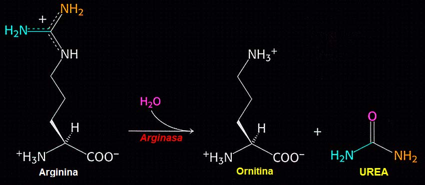 Arginasa Finalmente, la enzima Arginasa hidroliza a la Arginina, liberando Urea y regenerando la Ornitina. La Urea será excretada.