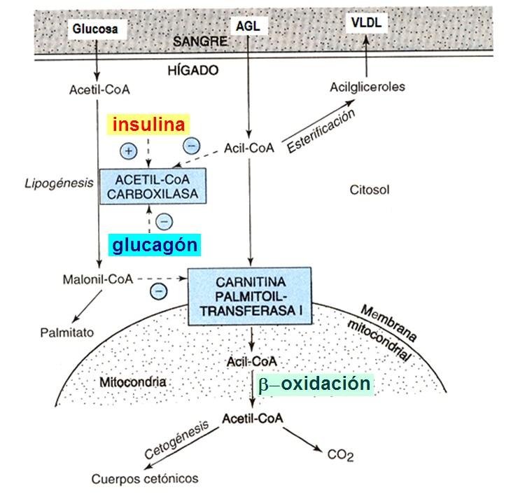 REGULACIÓN En la abundancia energética, la insulina estimula la lipogénesis activando a la enzima Acetil-CoA carboxilasa En el ayuno, el glucagón inhibe la lipogénesis desactivando a la