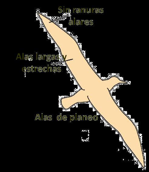 Tipos básicos de alas Presentes en aves marinas altamente especializadas en planear sobre los océanos: pelícanos, gaviotas, albatros.