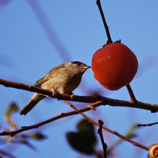 Aves Frugívoras Frutas ricas en carbohidratos y pobres en lípidos procesadas rápidamente, requieren alta tasa