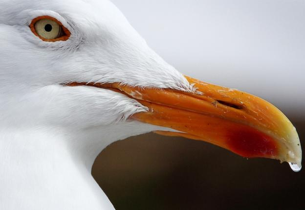 Sistema Excretor en Aves Glándula de sal en aves marinas: excretan una