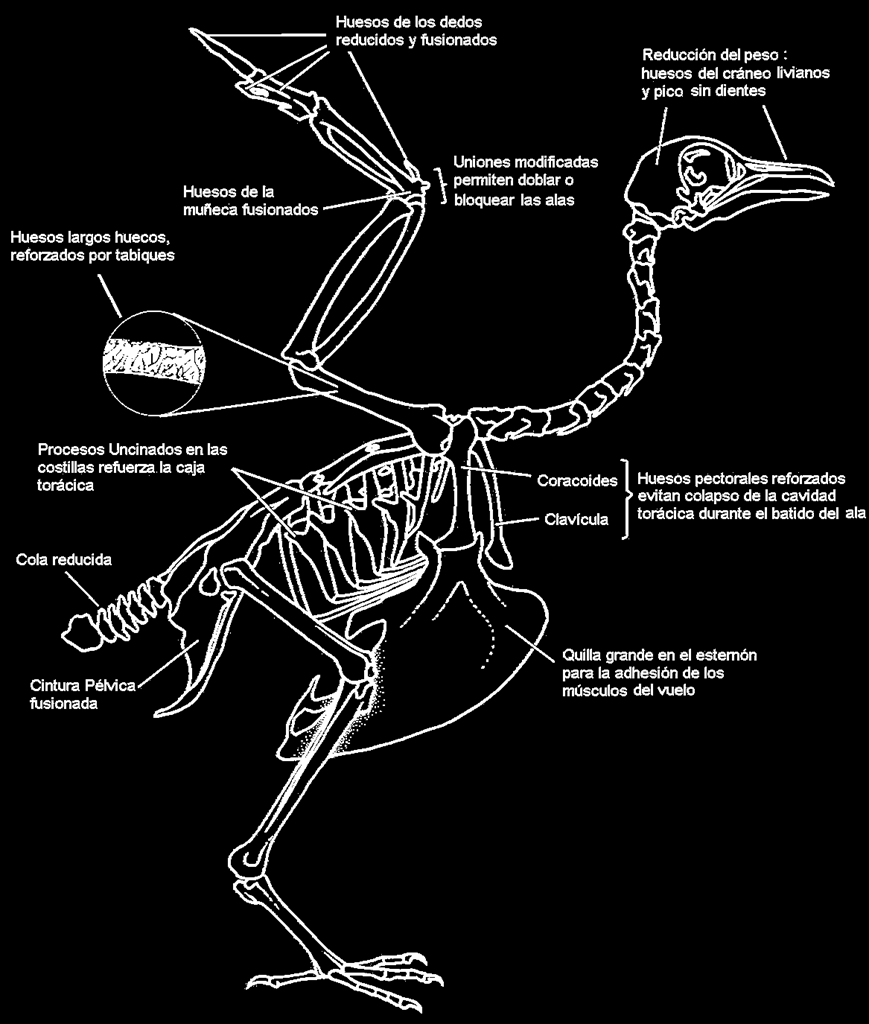 Modificaciones morfológicas del esqueleto para el vuelo coracoides El sistema esquelético contribuye en el momento del desarrollo del vuelo principalmente con la disminución del peso y con el