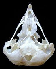 AVES: CRANEO El cráneo se expande posteriormente para alojar el prominente cerebro y se va reduciendo hacia la región anterior terminando