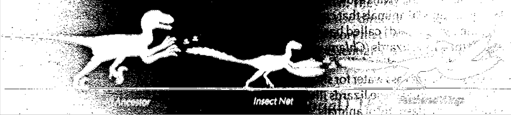 Teoría de la Red de Insectos para la evolución del vuelo en aves Variación de la teoría cursorial Supone a Archaeopteryx como un dinosaurio terópodo pequeño que utiliza las alas para atrapar insectos.