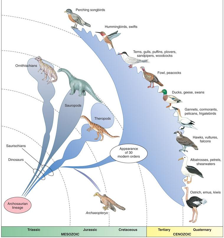 Origen y evolución de las aves en el tiempo