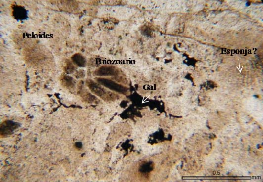 Dentro de las calizas masivas se encontró un fósil de coral solitario Figura 7), y en comunicación directa con la Dra.