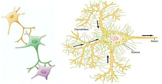 Figura 8. Variedades de neuronas 8. Figura 9. Esquema de la formación de circuitos neuronales y del sentido del flujo de los impulsos nerviosos.