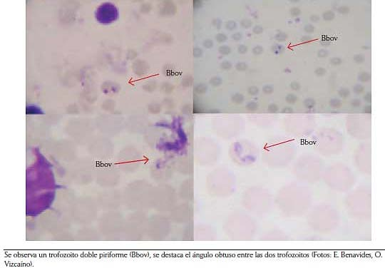 Figura 1. Reconocimiento de Babesia bovis en frotis sanguíneos capilares y venosos. Figura 2. Formas parasitarias de Babesia bigemina observadas en frotis sanguíneos. La transmisión de Babesia spp.