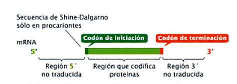 La región 5 no traducida (5 UTR; en ocasiones llamada la líder) es una secuencia de nucleótidos del extremo 5 del mrna, que no codifica la secuencia de aminoácidos de una proteína.