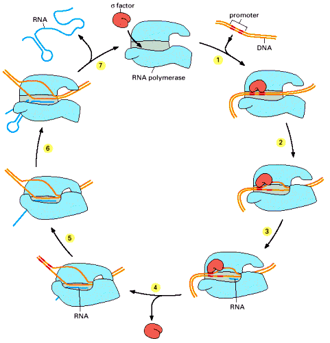 Transcripción en bacterias Factor σ : requerido para unión de RNA