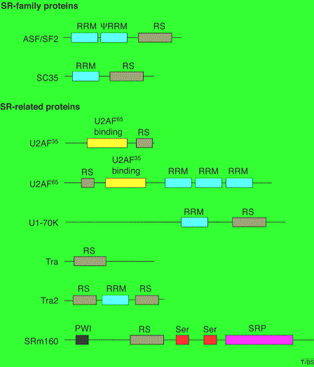Selección de sitios de splicing correctos Factores reguladores de splicing Proteínas SR : Dominio RS + RRM Interacción entre U1-sn RNP y U2-snRNP Interacción con