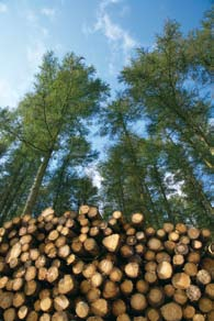 1 1. QUÉ ES EL POLVO DE MADERA? El proceso de obtención de la madera consta de las siguientes fases: 1. Talado del árbol.