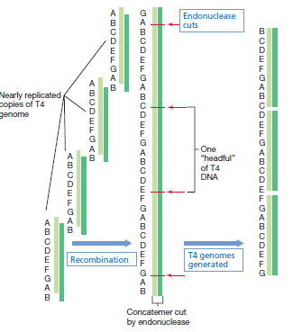 CARACTERÍSTICAS DEL FAGO T4 Simetría: compleja -Hospedador: Escherichia coli -Es virulento: desencadena ciclos líticos -DNA: bicatenario -codifica algunos de sus trna -sufre permutación circular