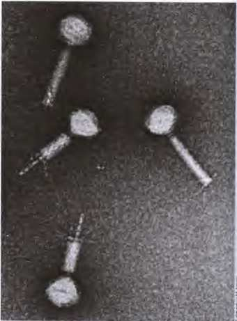 Bacteriófago Mu (mutador) - Es un fago atemperado - Se replica POR TRANSPOSICIÓN - Acetilación de residuos de adenina para eludir los sistemas de restricción del hospedador Elementos transponibles