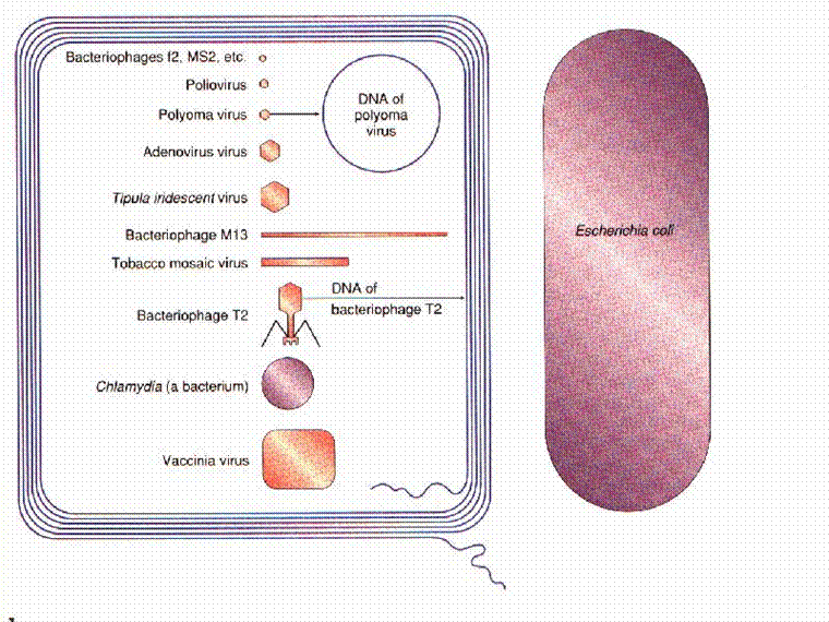 Comparación de tamaños de virus y bacteria Fuente: Lim, 1998. Microbiology. Ed. McGraw-Hill, Estados Unidos.