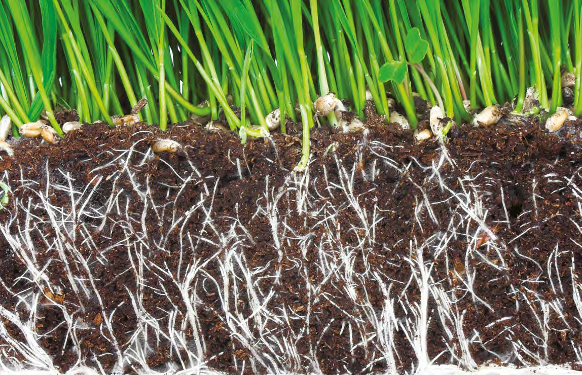 Root Stimulant Root Stimulant Explosive Root Development Una mezcla estimulante para la salud, hecha de humato, algas y aminoácidos.